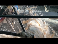 Estabilizadores de gelatina comestíveis de pele de bovino Hidrolizado de gelatina Halal